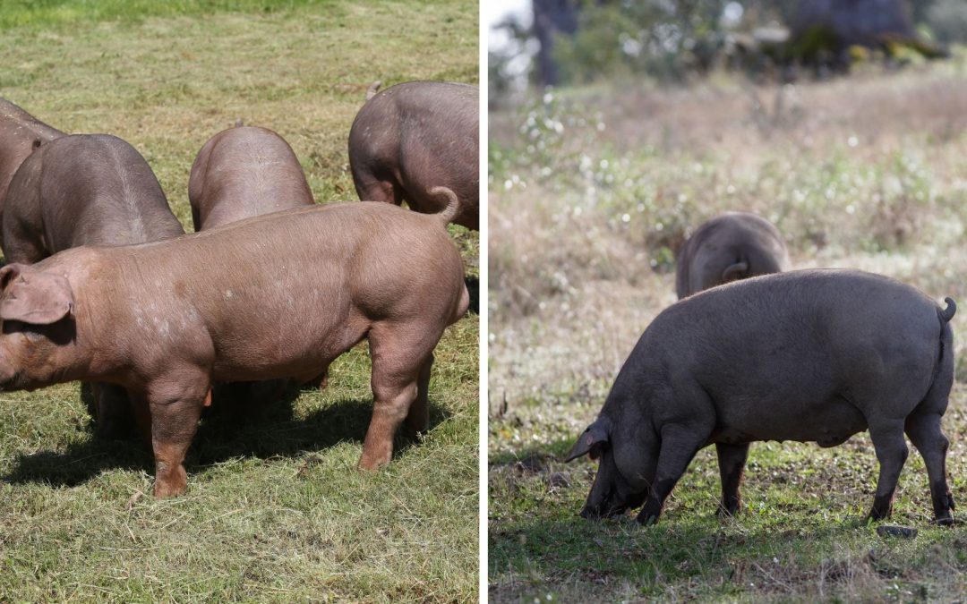 cerdo duroc vs iberico